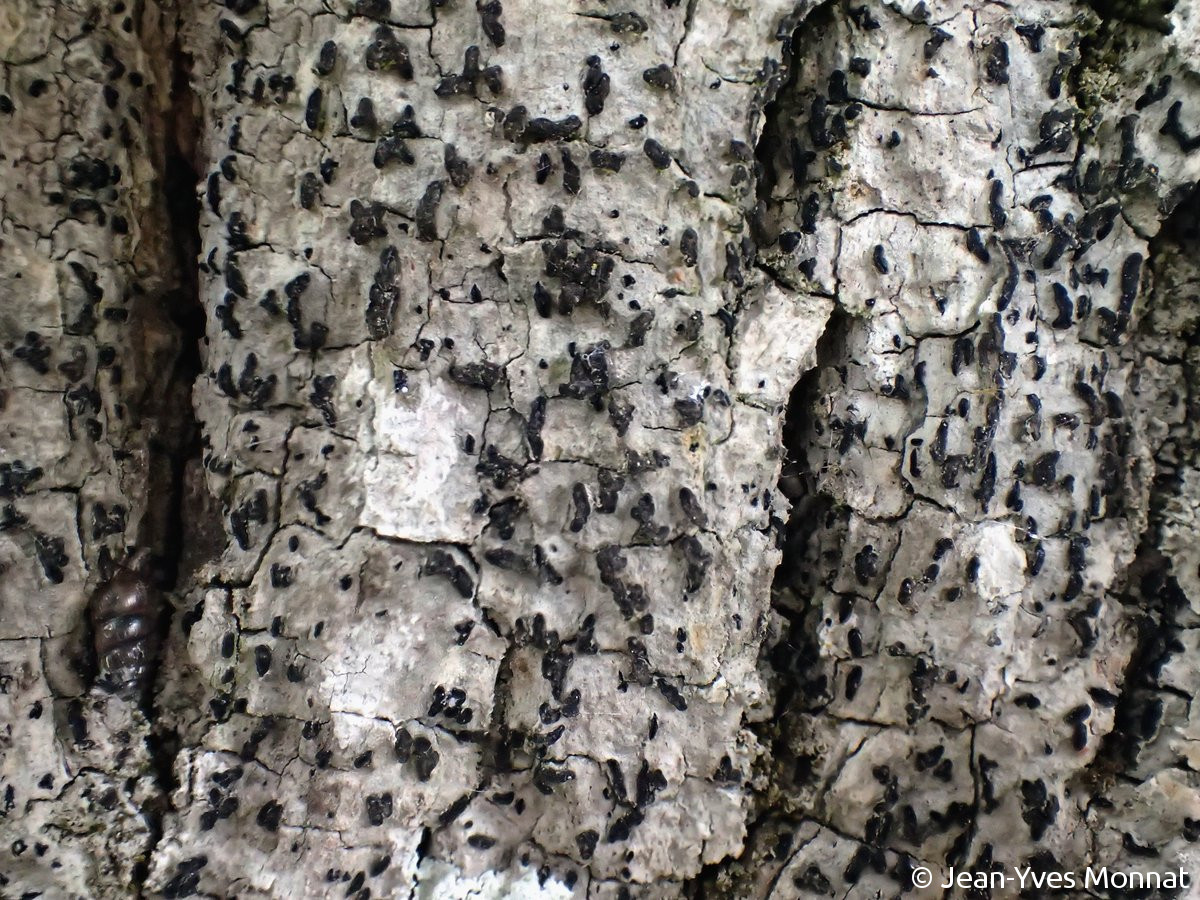 <i>Wadeana dendrographa</i>  thalles et apothécies (lirelles) sur tronc de frêne (29, Cléden-Cap-Sizun)