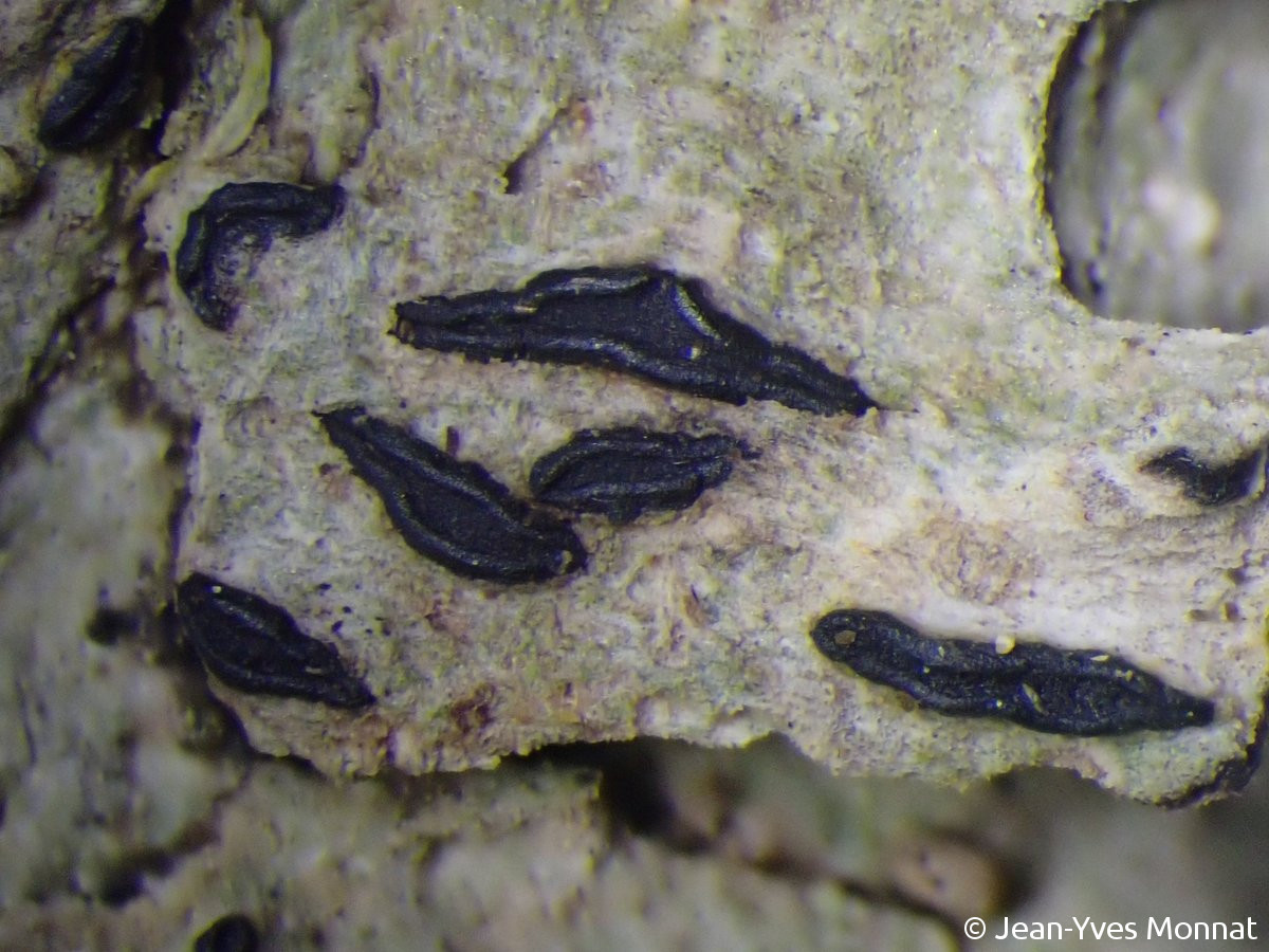 <i>Wadeana dendrographa</i>  lirelles, souvent très ouvertes et à rebords luisants (29, Primelin)