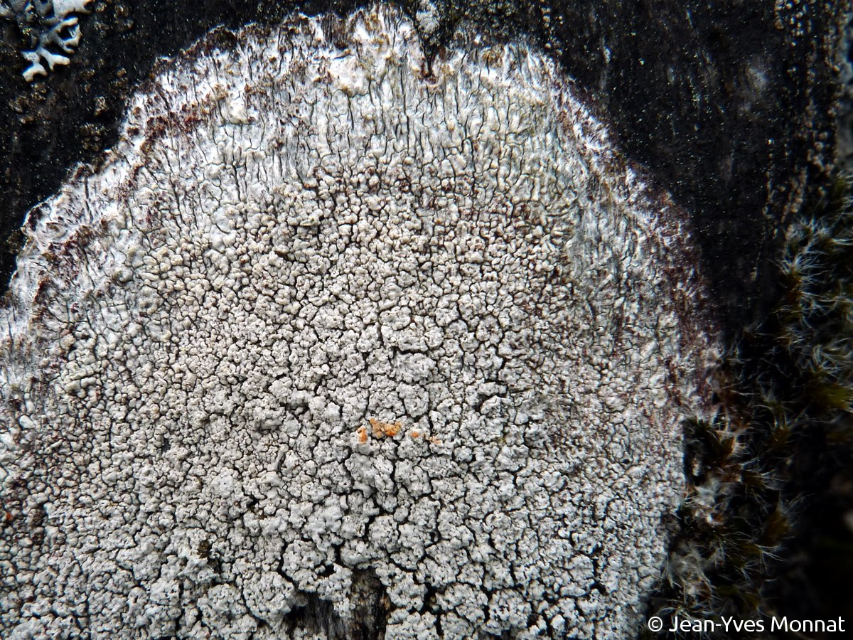 <i>Varicellaria lactea</i>  thalle sorédié, C+ rose (56, Pluherlin)