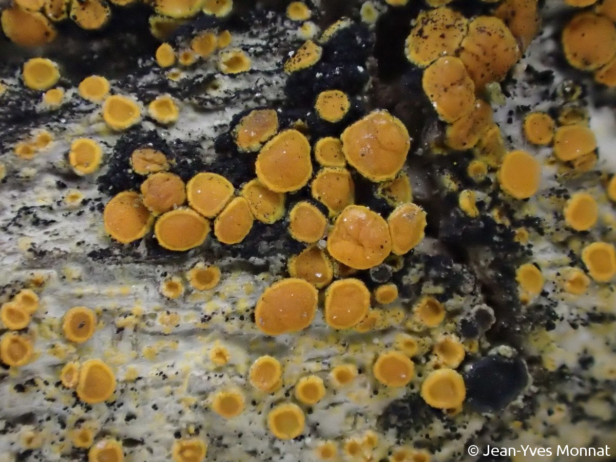 <i>Caloplaca vitellinula</i>  thalle, peu développé, et apothécies, sur branche de tamaris (56, Sauzon)