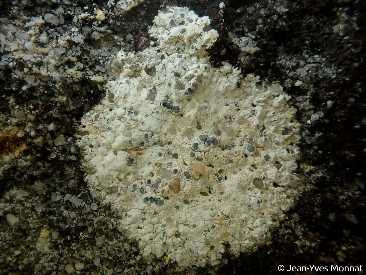 <i>Caloplaca chalybaea</i>  thalle et apothécies sur moellon calcaire (64, Monein)