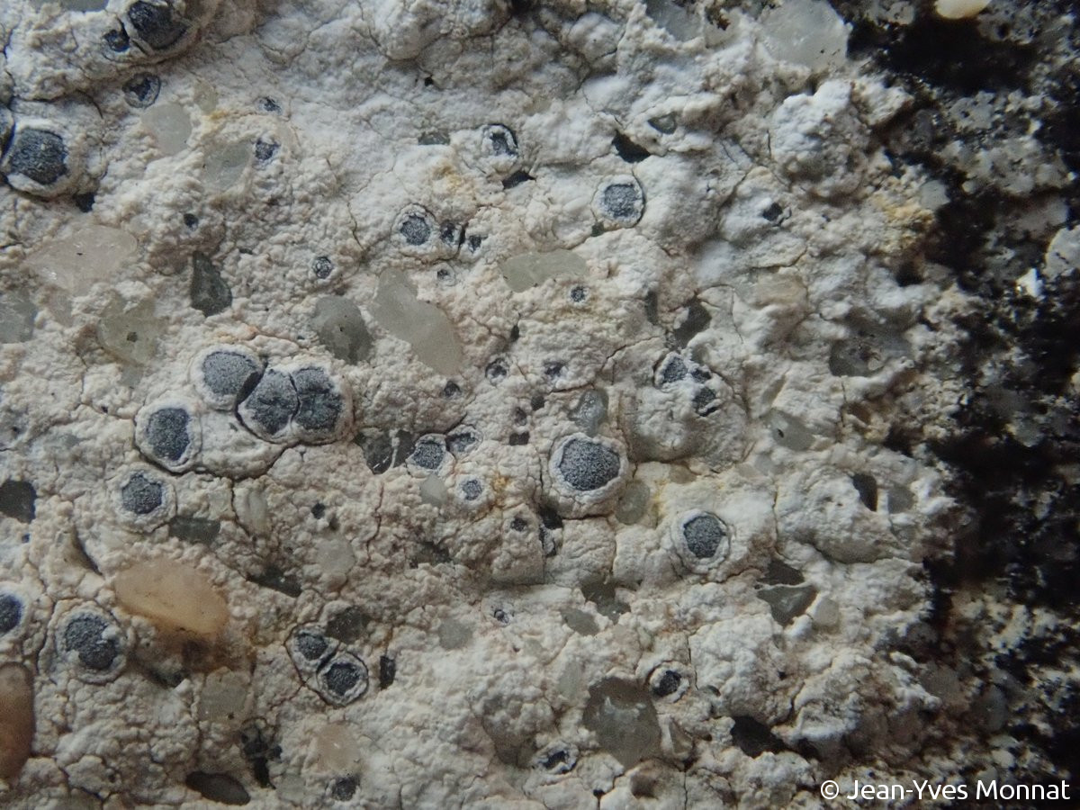 <i>Caloplaca chalybaea</i>  thalle et apothécies immergées, lécanorines (64, Monein)