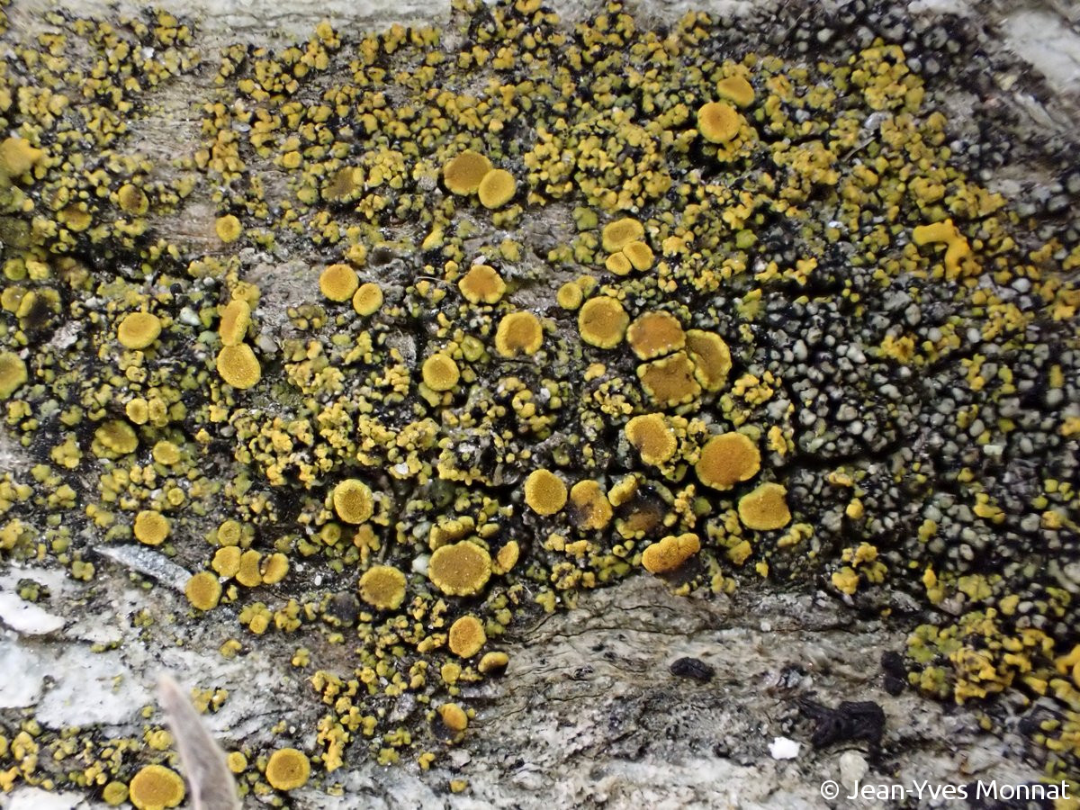 <i>Caloplaca britannica</i>  thalle et apothécies sur rochers littoraux (adlittoral) (56, Le Palais)