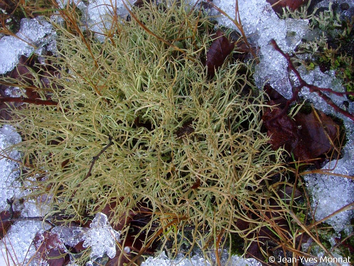 <i>Cladonia furcata</i>  podétions peu ramifiés sur le sol (56, Inzinzac-Lochrist)