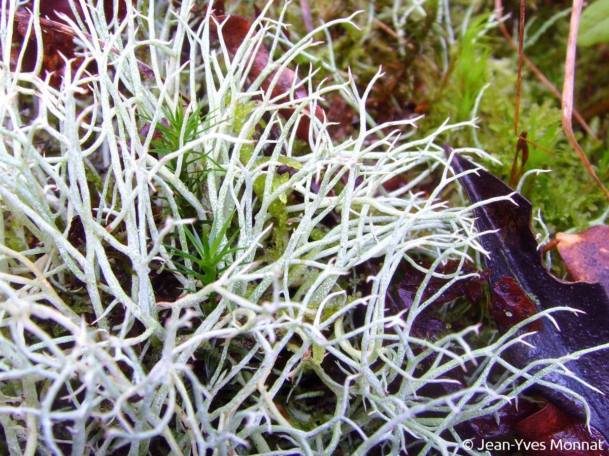 <i>Cladonia furcata</i>  extrémité des podétions, effilée (56, Languidic)
