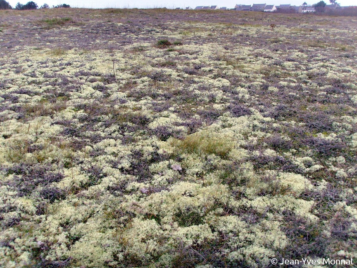 <i>Cladonia portentosa</i>  peuplement de Cladonia en milieu dunaire, essentiellement C. portentosa (29, Esquibien)