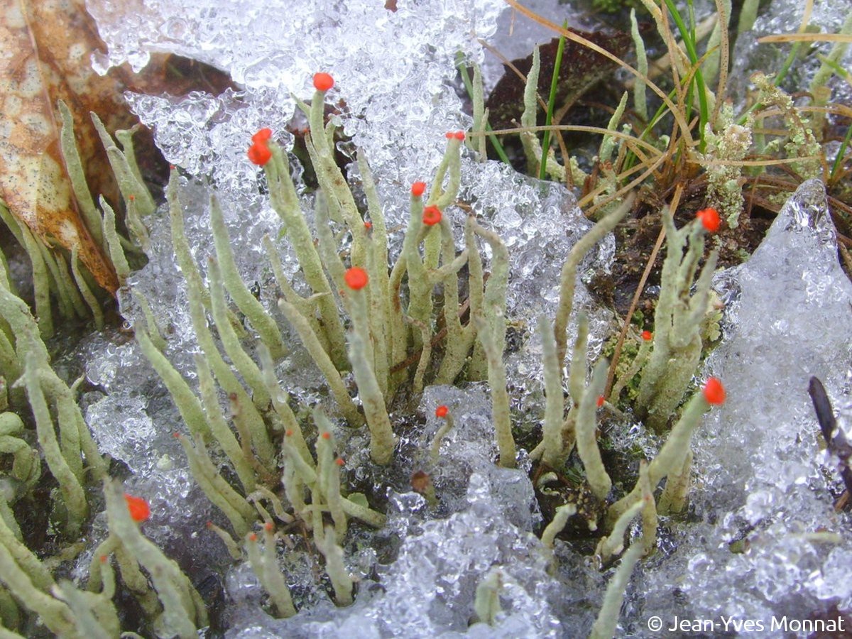 <i>Cladonia macilenta</i>  podétions simples et apothécies rouges (56, Inzinzac-Lochrist)