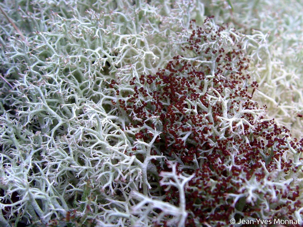 <i>Cladonia portentosa</i>  podétions fertiles (56, Quistinic)