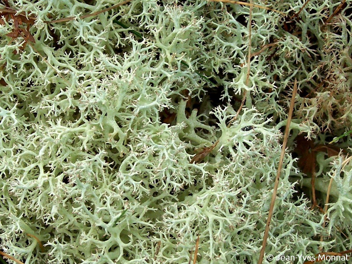 <i>Cladonia portentosa</i>  extrémité des podétions (29, Plogoff)