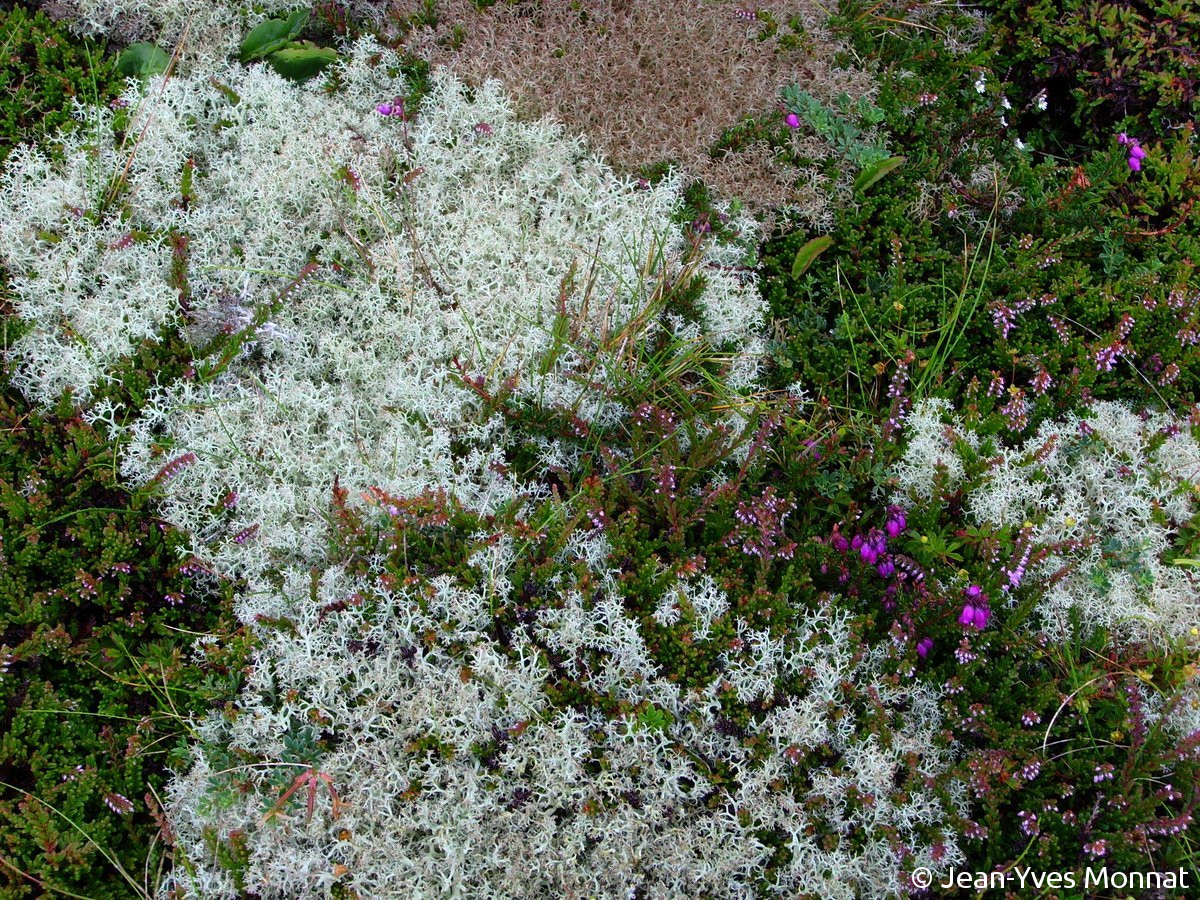 <i>Cladonia portentosa</i>  touffes de podétions dans une lande adlittorale (29, Plogoff)