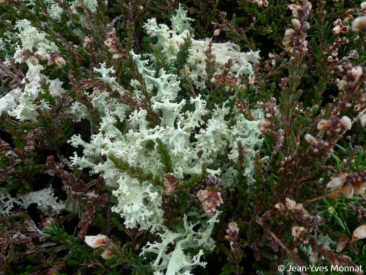 <i>Cladonia portentosa</i>  forme à podétions très épais (autrefois distinguée comme une variété) (29, Plogoff)