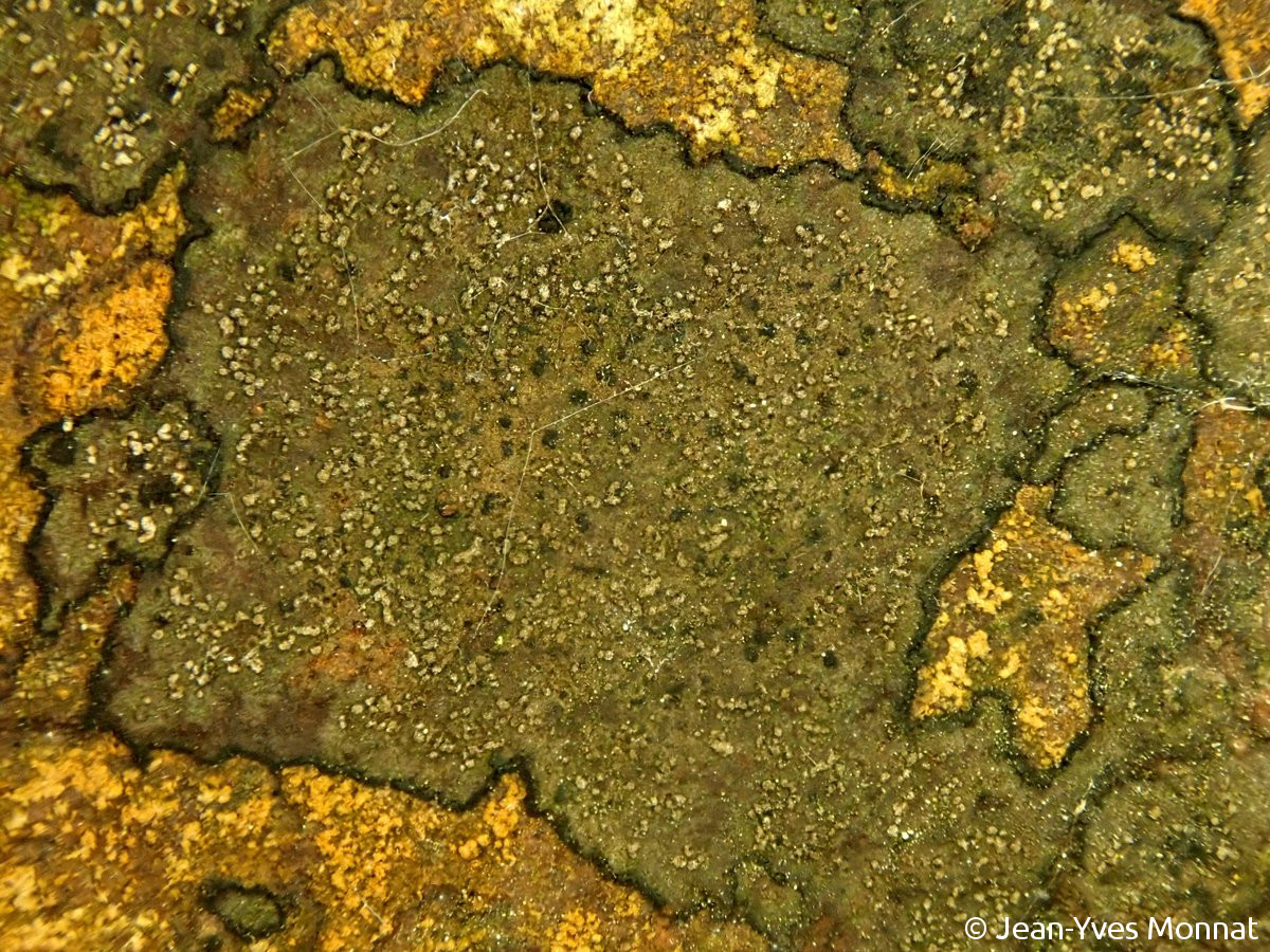 <i>Enterographa zonata</i>  thalles sorédiés limités par un hypothalle noir (35, Bains-sur-Oust)