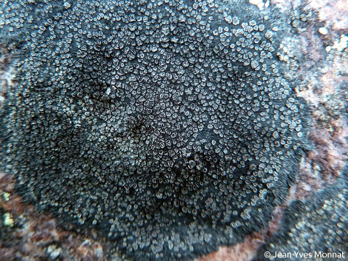 <i>Miriquidica deusta</i>  thalle aux aréoles sombres bordées de gris clair (Espagne, Navas de Estena)