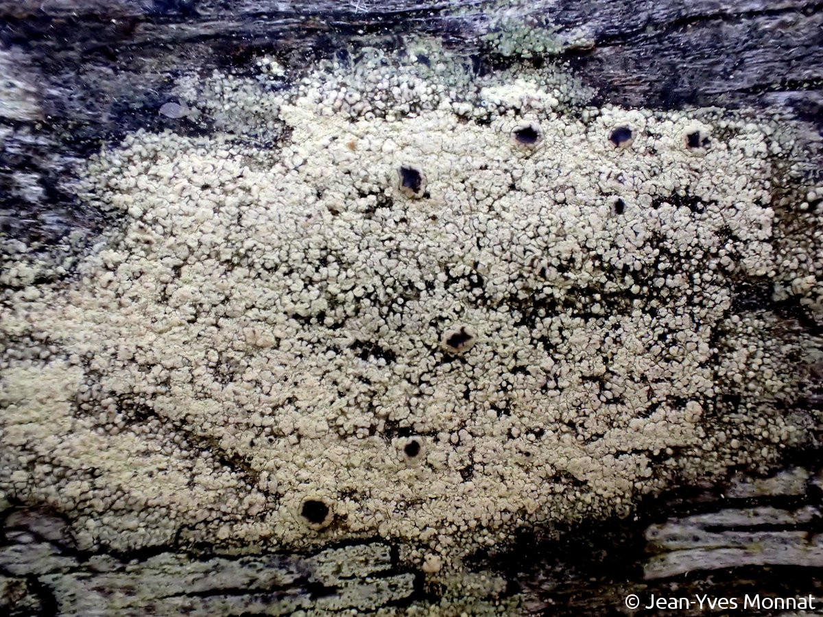 <i>Lecanora expallens</i>  thalle fertile sur rambarde de bois (29, Quimper)