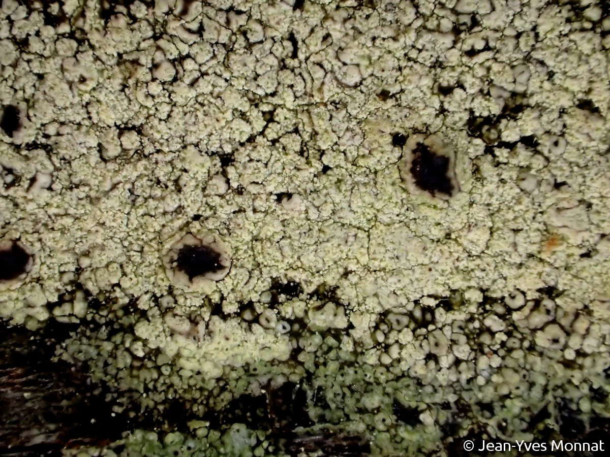 <i>Lecanora expallens</i>  rhalle sorédié et apothécies (29, Quimper)