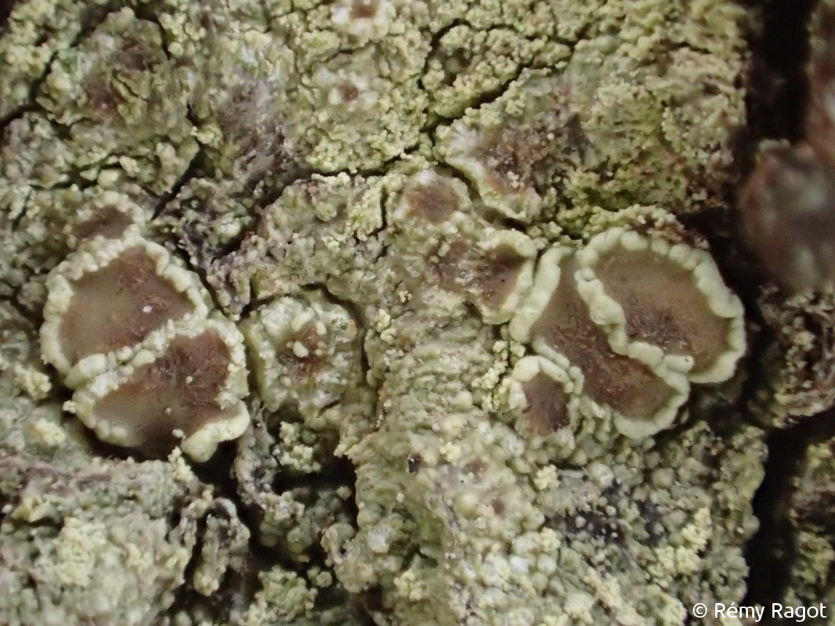 <i>Lecanora expallens</i>  détail des apothécies et des soralies (29, Landudec)