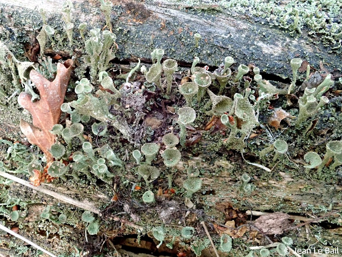 <i>Cladonia cryptochlorophaea</i>  thalle et podétions sur bois pourrissant [confirmé CCM et HPLC] (49, Durtal)
