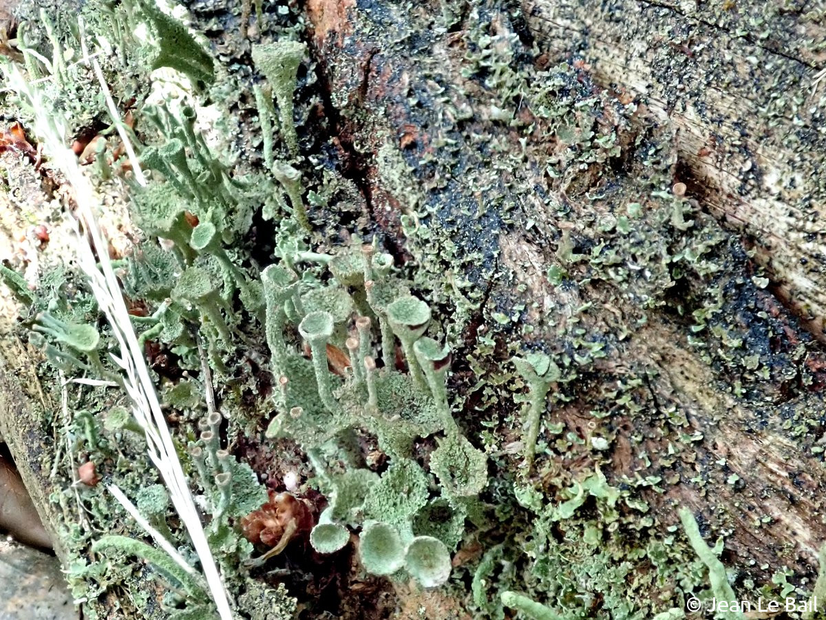 <i>Cladonia cryptochlorophaea</i>  thalle et podétions sur bois pourrissant [confirmé CCM et HPLC] (49, Durtal)