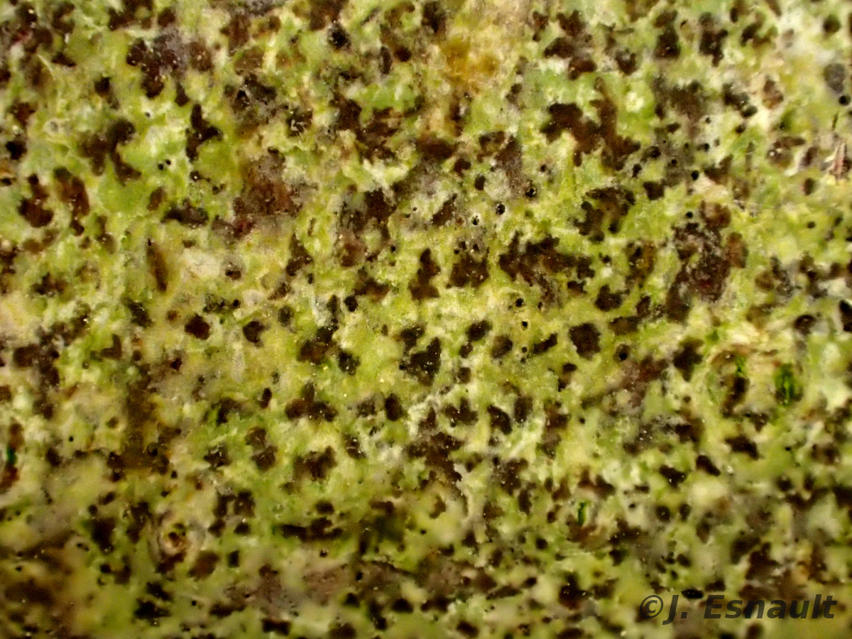 <i>Arthonia anombrophila</i>  vue rapprochée