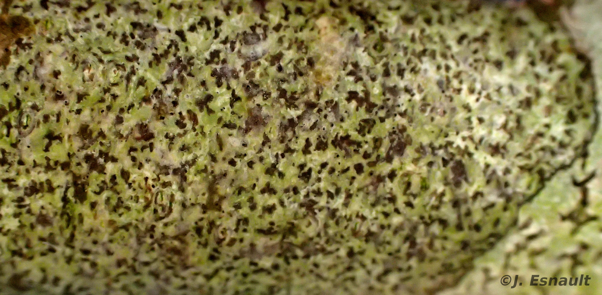 <i>Arthonia anombrophila</i>  vue générale