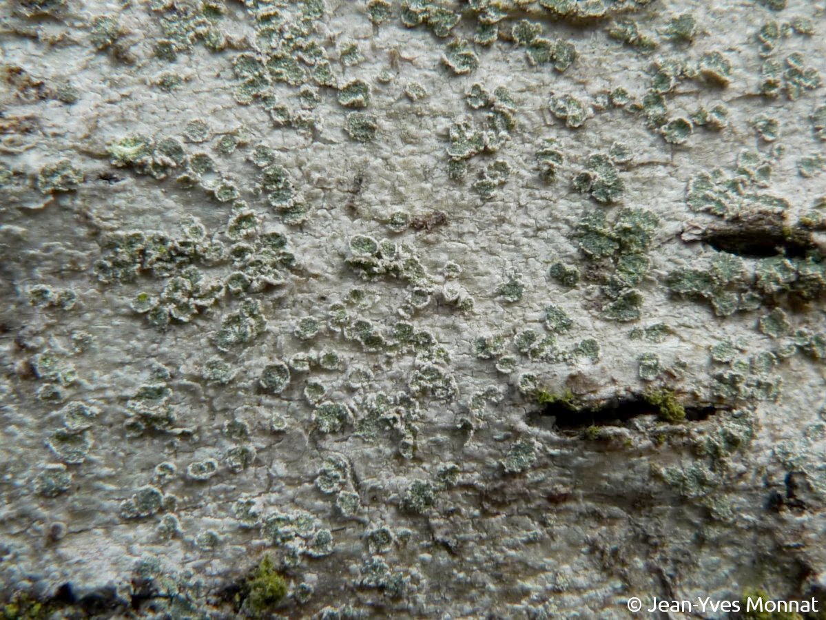 <i>Buellia griseovirens</i>  Thalle et soralies (61, La Bellière)