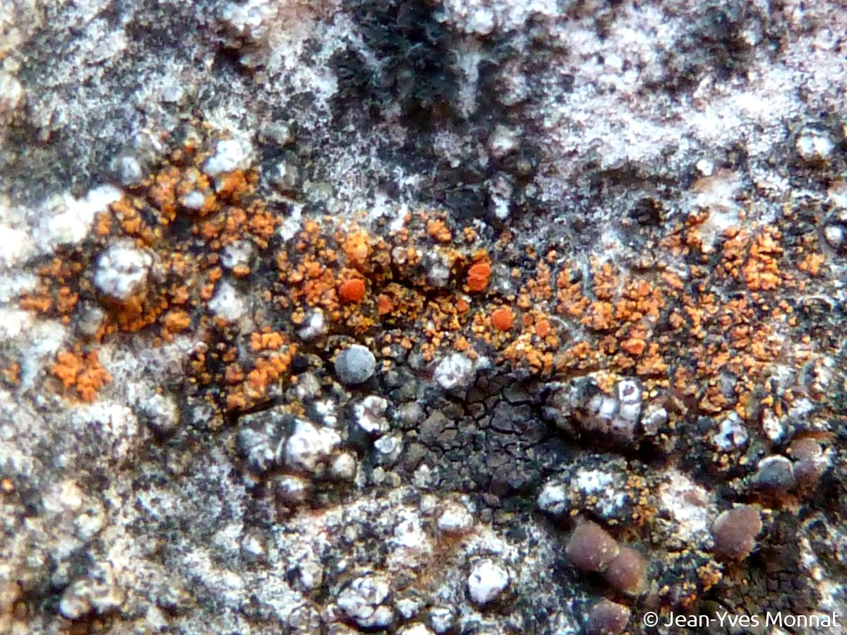<i>Caloplaca coronata</i>  thalle granuleux et apothécies sur substrat calcaire (13, Jouques)