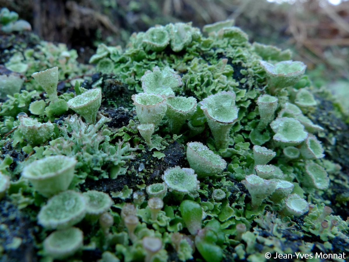 <i>Cladonia humilis</i>  thalle primaire et podétions (29, Plogoff)